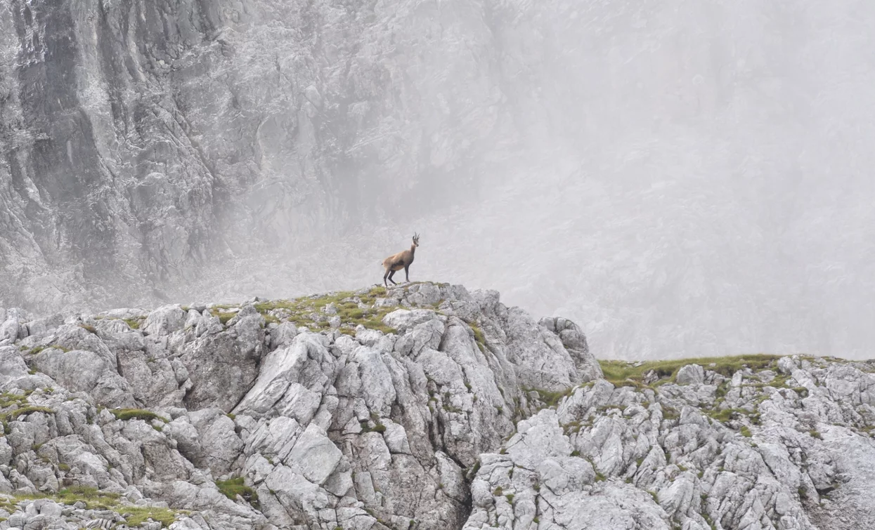 Gämse | © Associazione Giovane Judicaria, North Lake Garda Trentino 