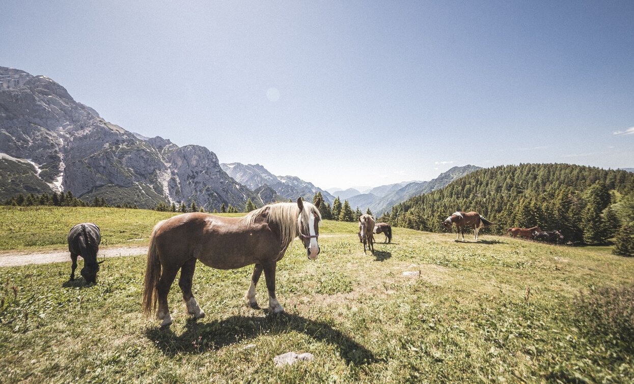 Horses in the meadows in Val Algone | © Archivio Garda Trentino (ph. Watchsome), Garda Trentino 