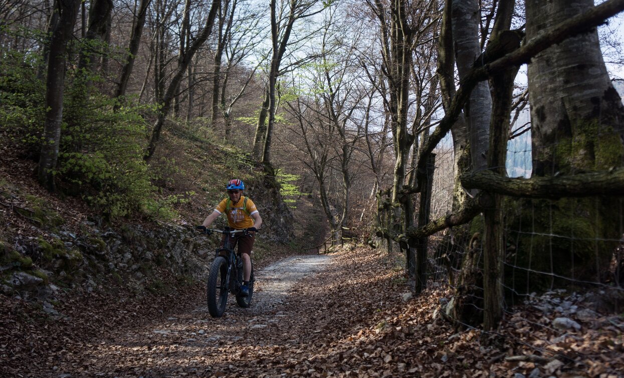 Il bosco a "Gorghi" | © M. Giacomello, Garda Trentino 