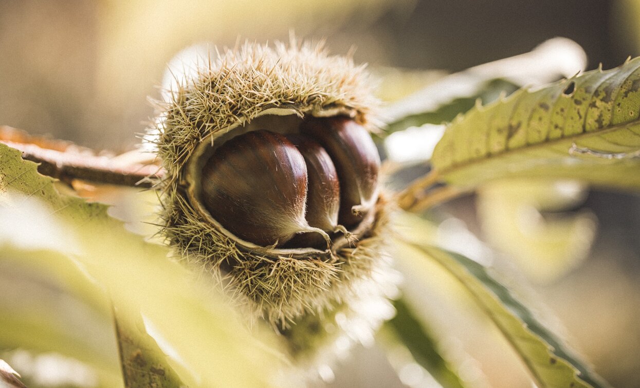 Chestnuts - Lake Garda