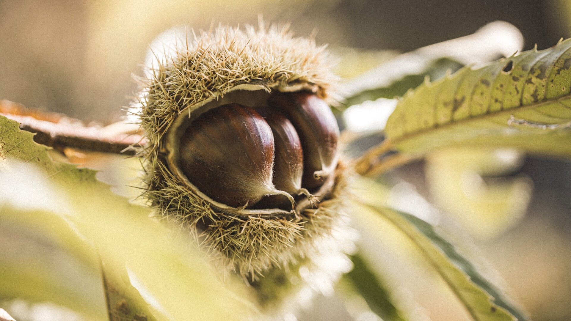 Chestnuts - Lake Garda