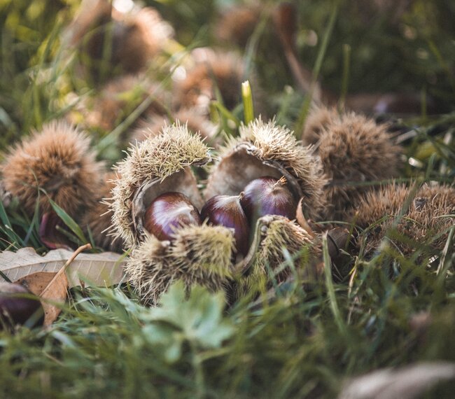 Maroni - Garda Trentino