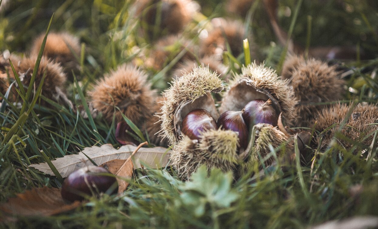 Chestnuts - Lake Garda