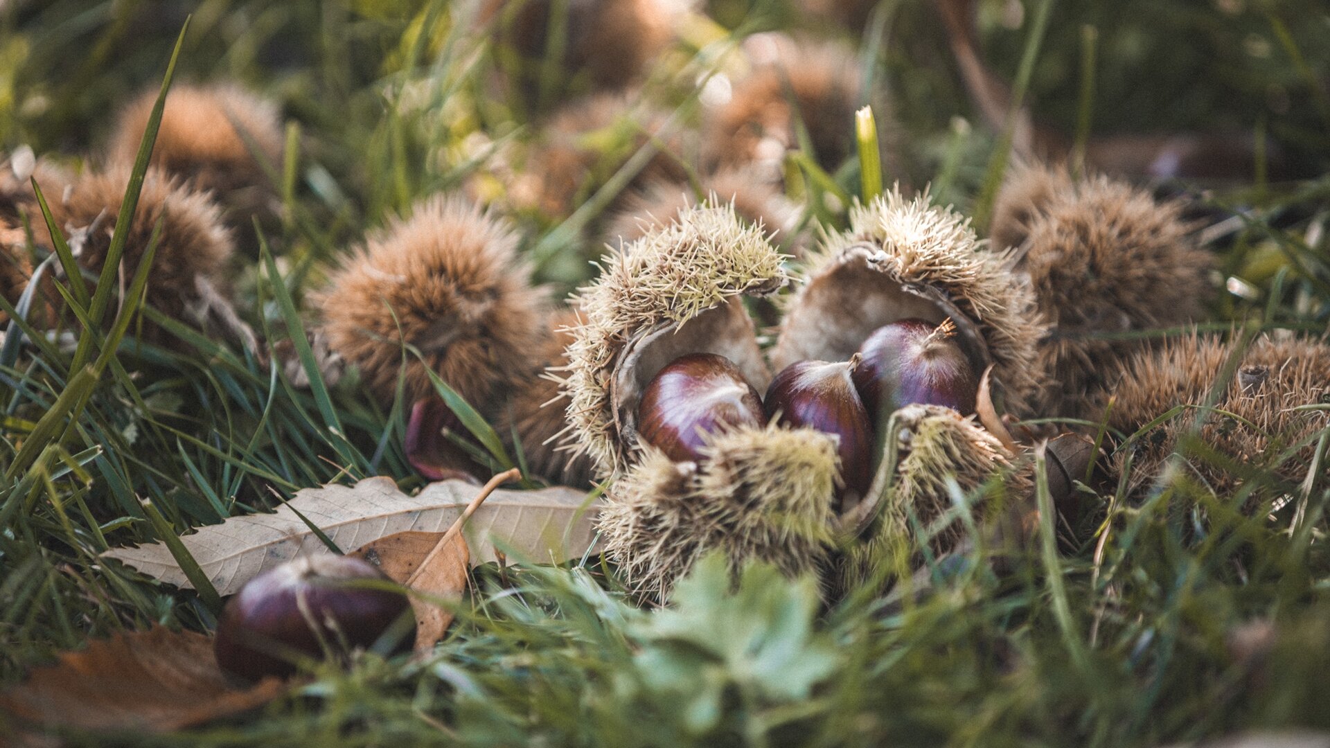 Chestnuts - Lake Garda