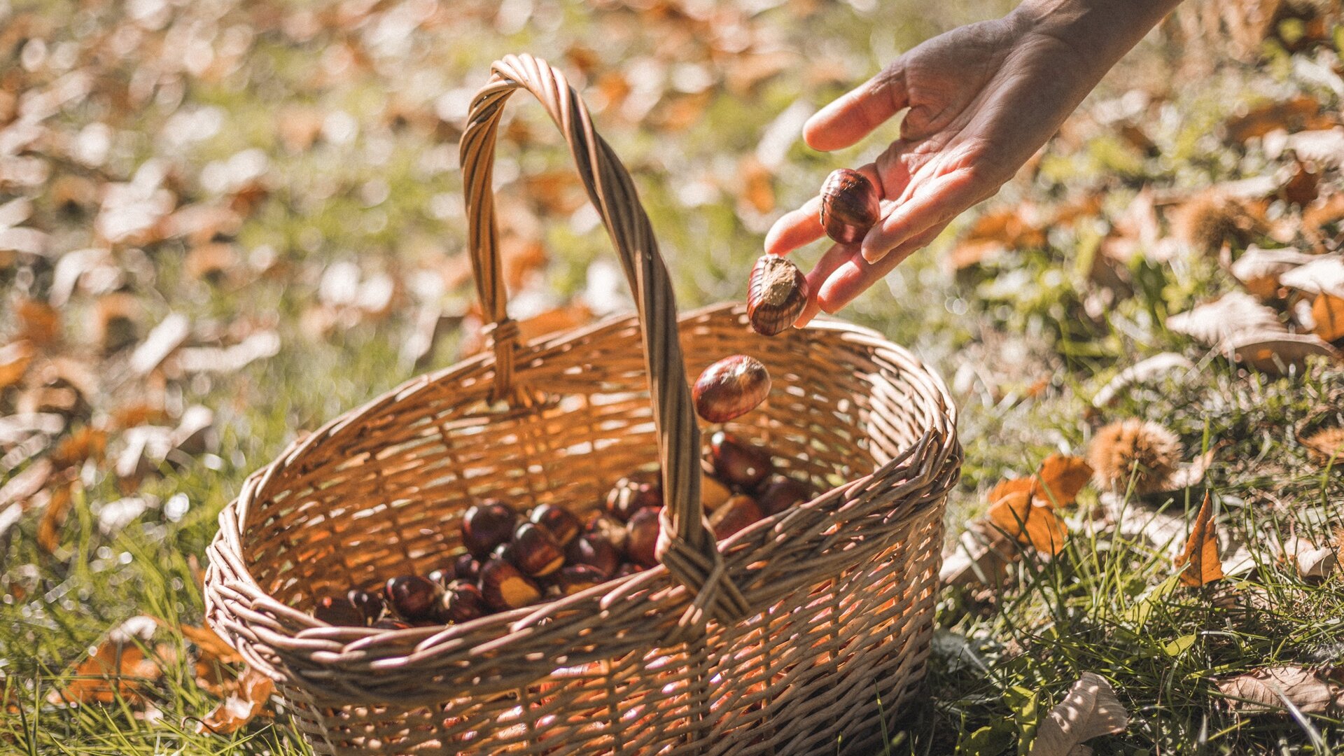 Basket Chestnuts - Garda Lake