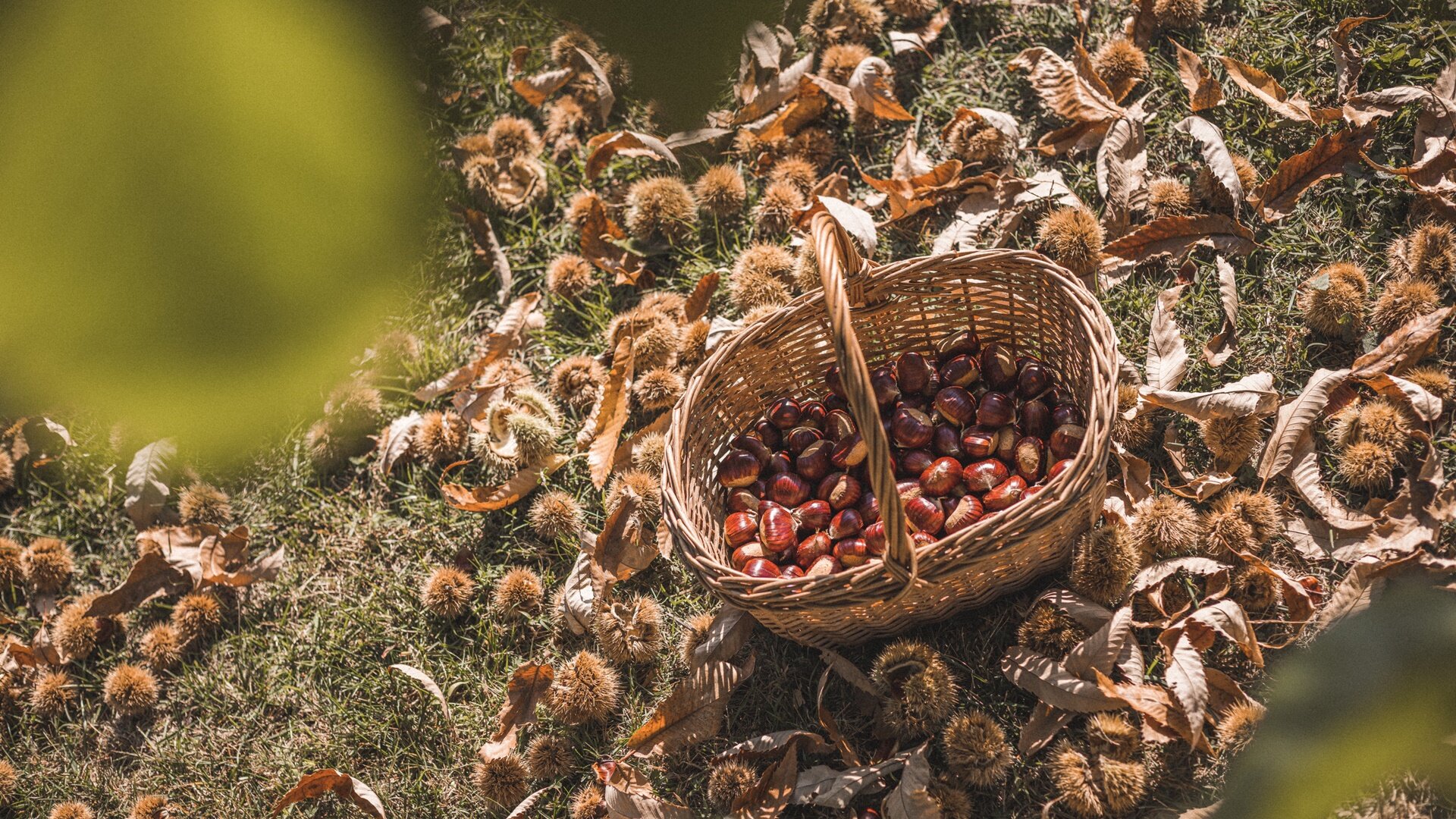 Basket Chestnuts- Garda Lake