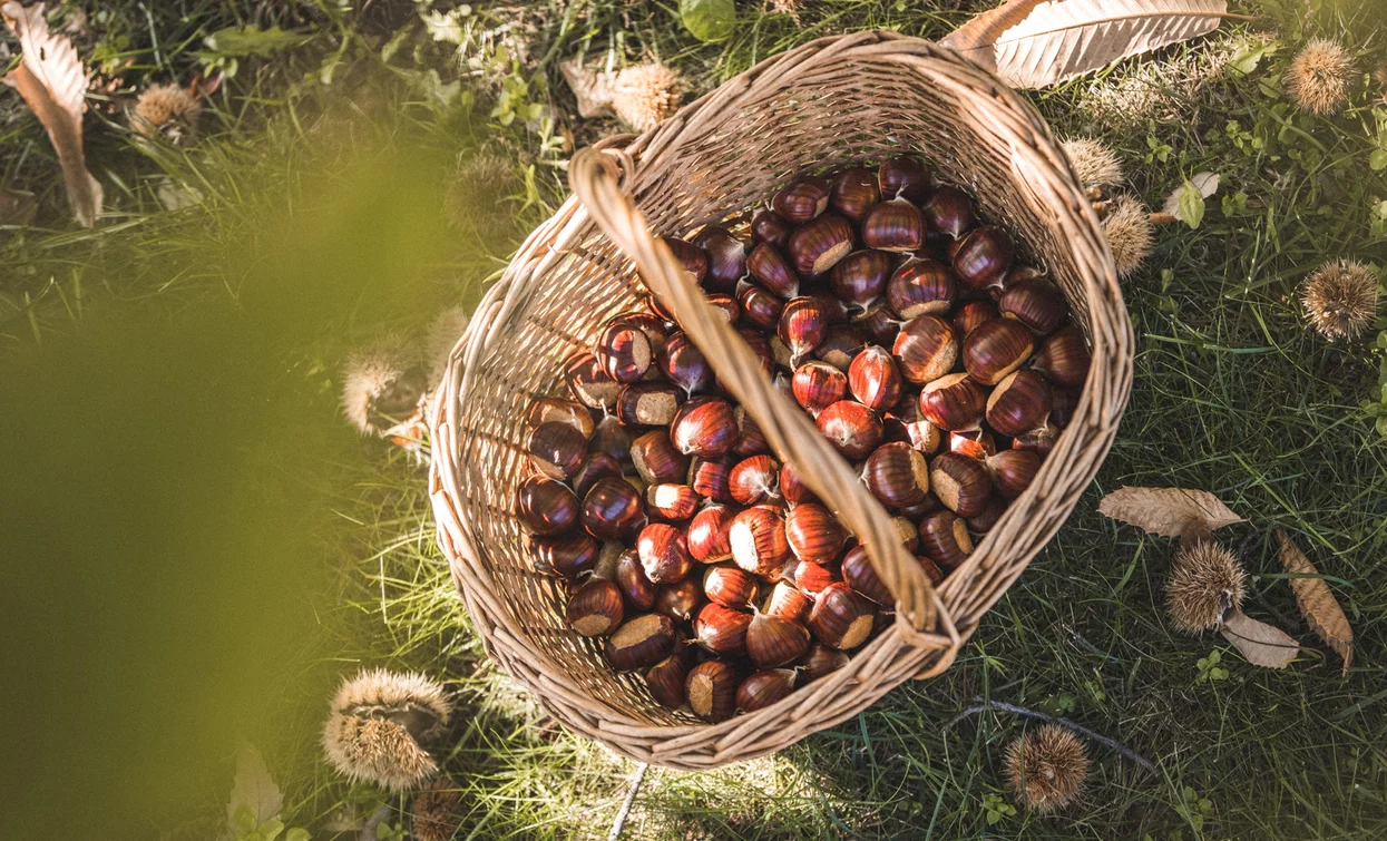 Basket Chestnuts - Garda Lake