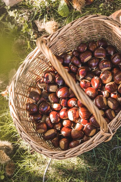 Korb Maronen - Gardasee