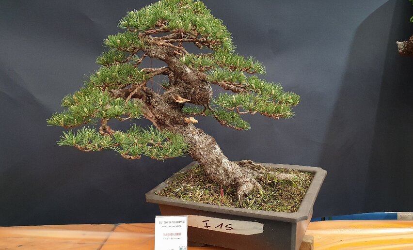 Arcobonsai 