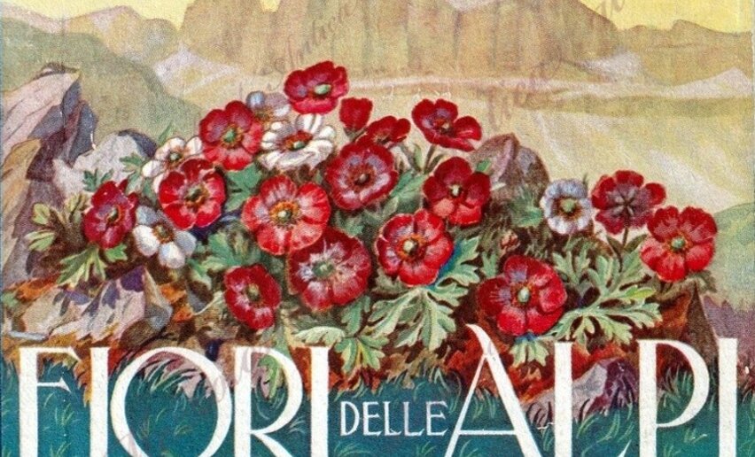I Fiori delle Alpi