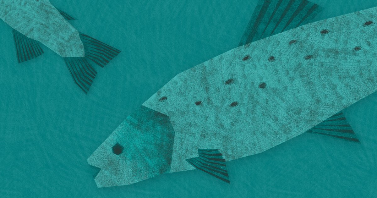 locandina Sponde. Pesce d'acqua dolce in tavola