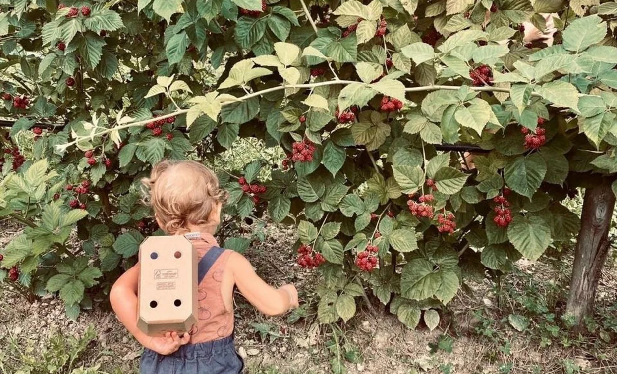 A child gathers raspberries in a field. The plant is laden with red fruits and green leaves.
