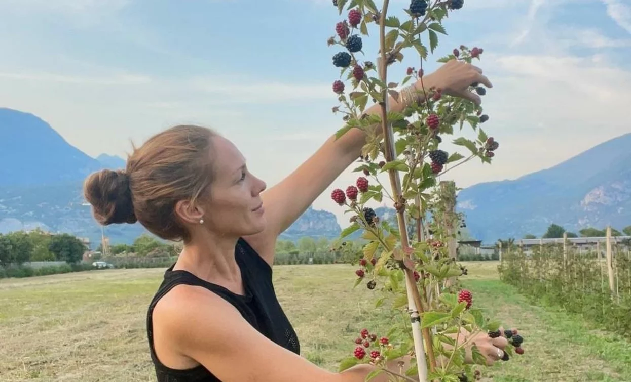 A woman is picking blackberries in a field, with mountains in the background. The sky is clear with some clouds.