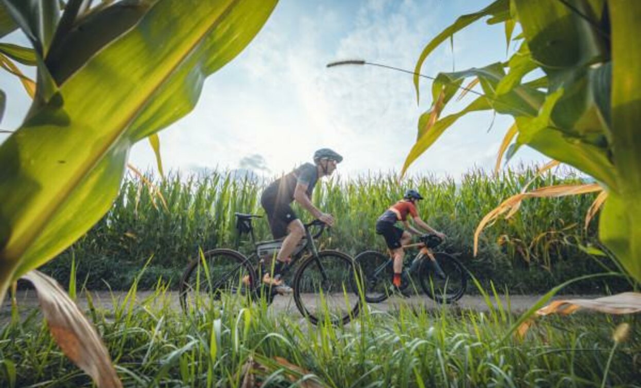 Due ciclisti pedalano lungo un sentiero circondato da alte piante di mais. Il cielo è sereno e luminoso, creando un'atmosfera di avventura all'aperto.