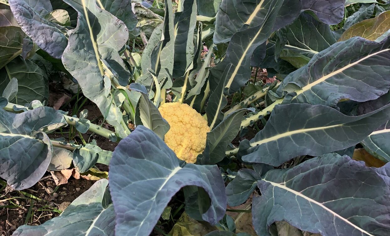 A mature cauliflower surrounded by large green leaves. It is grown in a garden.