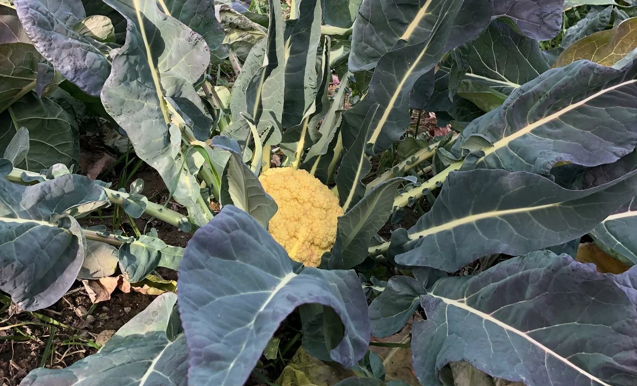 Un cavolfiore maturo circondato da grandi foglie verdi. È coltivato in un orto.