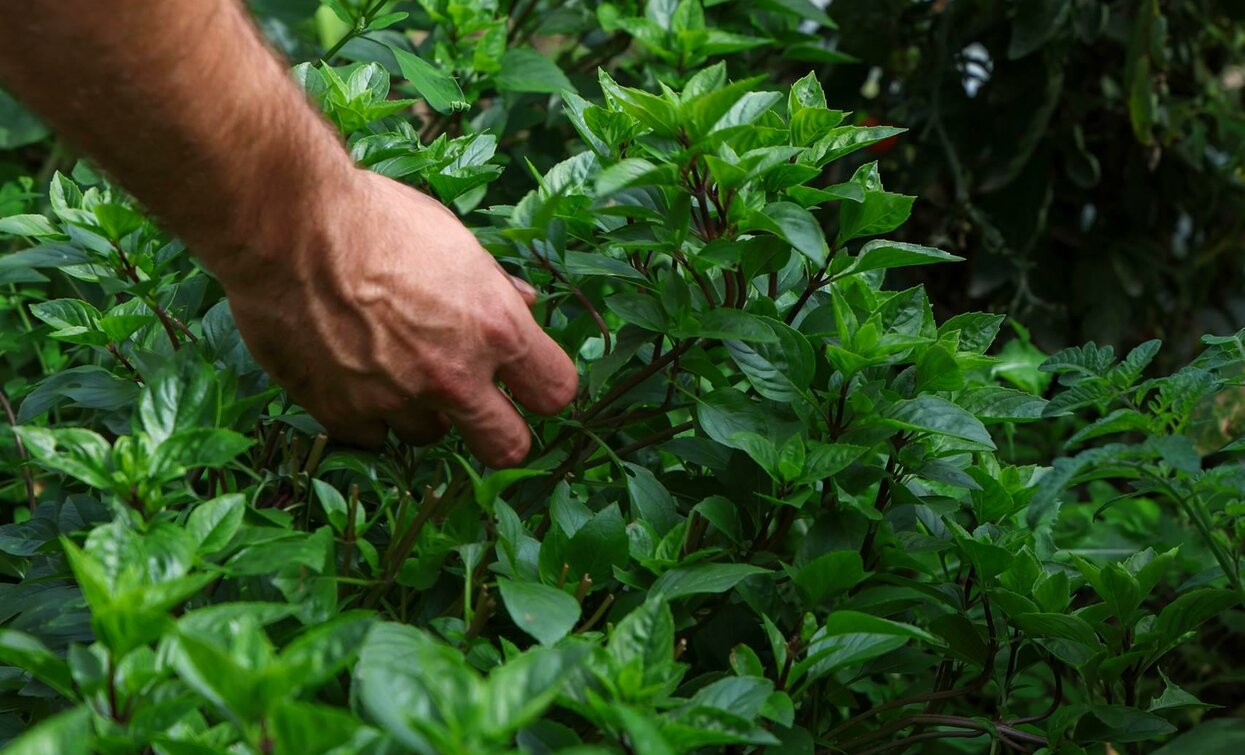 A hand is gathering green leaves from a plant. The background consists of lush foliage.