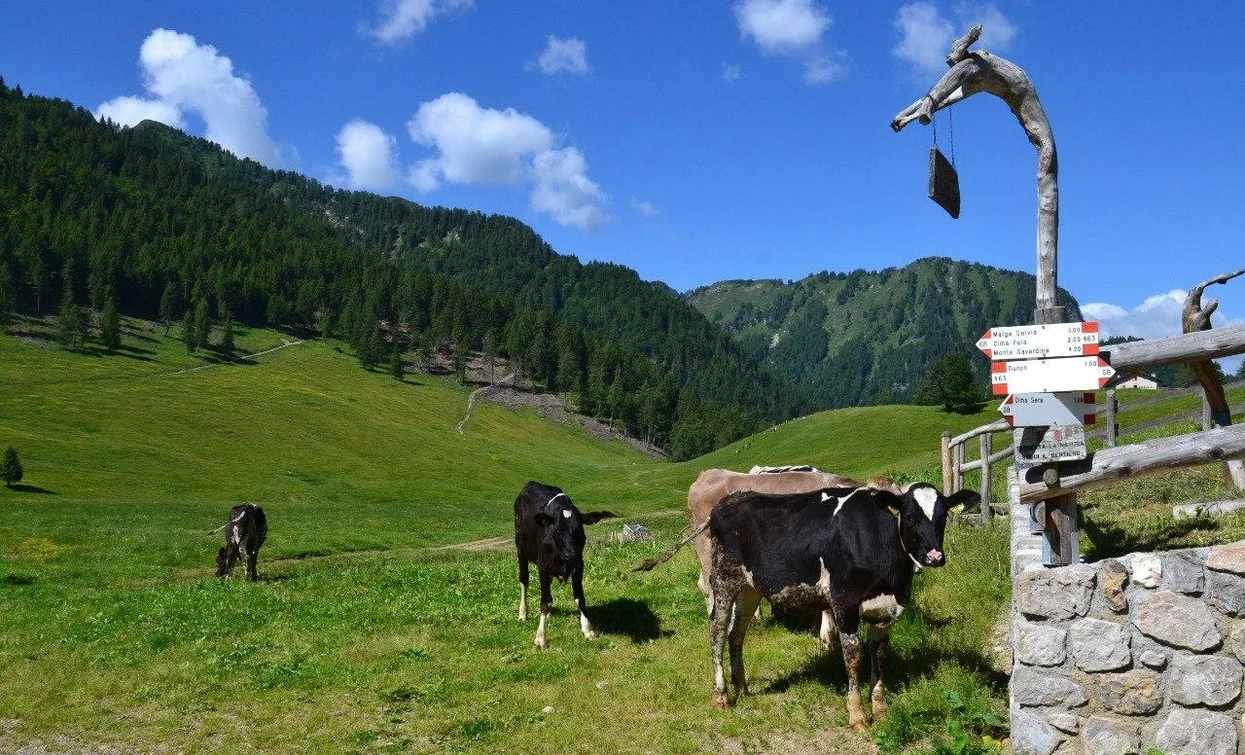 Una tranquilla scena di campagna con mucche che pascolano in un verde prato. Sullo sfondo si vedono colline e alberi sotto un cielo sereno e soleggiato.