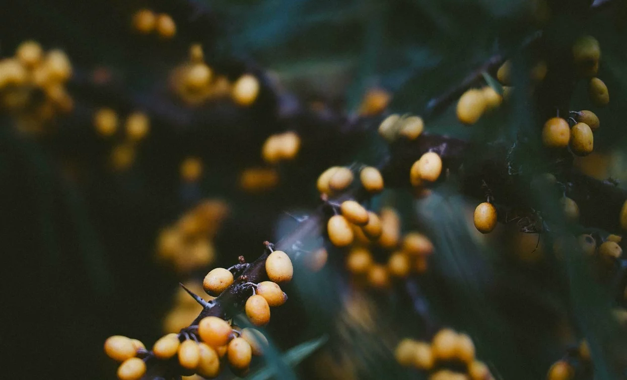Branches of a plant with yellow berries on a dark background. The image captures natural details and a warm tone.