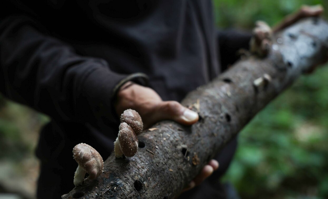 Un uomo tiene un tronco di legno con funghi. L'ambiente circostante è verde e naturale.