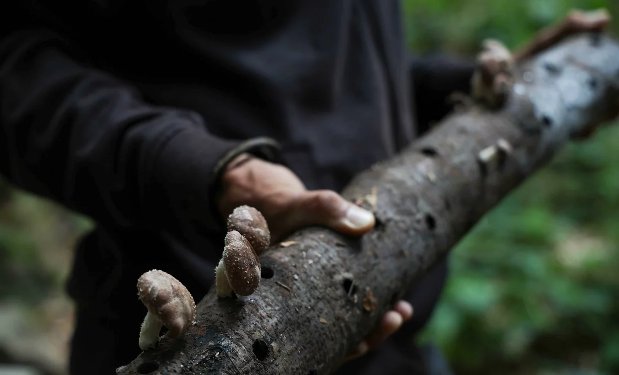 A man is holding a log with mushrooms. The surrounding environment is green and natural.